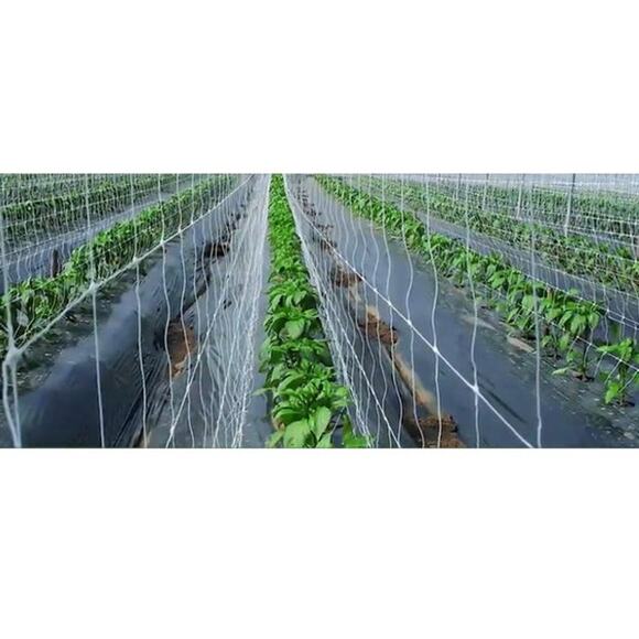Climbing Garden Heavy-Duty Trellis Net 4x328ft Roll, 6" netting - Picture 2 of 8